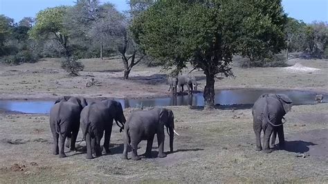 tembe elephant park webcam|【LIVE】 Webcam Tembe Elephant Park